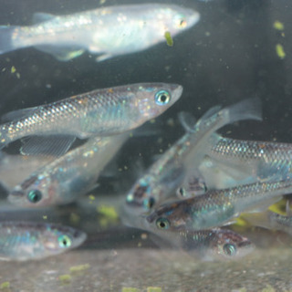 メダカ　オーロラ黄ラメ体外光　成魚の画像