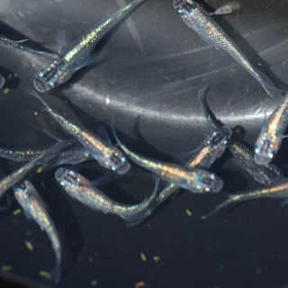 メダカ　オーロラ黄ラメ体外光　成魚の画像