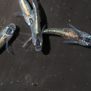 メダカ　オーロラ黄ラメ体外光　成魚の画像