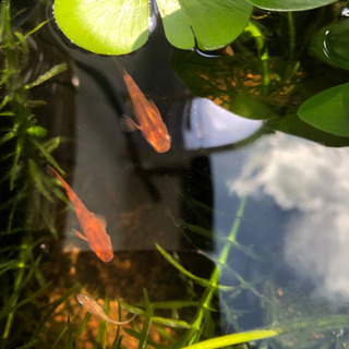 メダカ　赤虎幼魚の画像