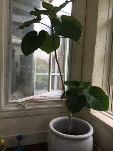 ウンベラータと　陶器の　ポット