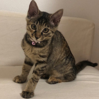 猫好きさんと繋がりたい❤️ - 東村山市