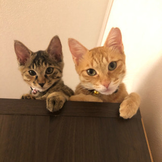 猫好きさんと繋がりたい❤️