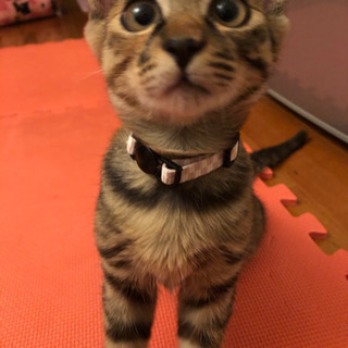 猫好きさんと繋がりたい❤️ - メンバー募集