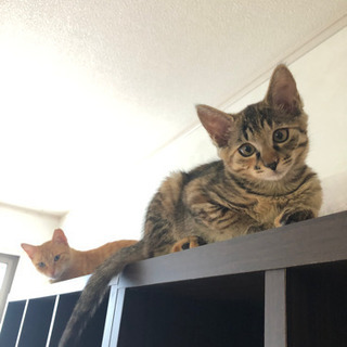 猫好きさんと繋がりたい❤️ - 友達