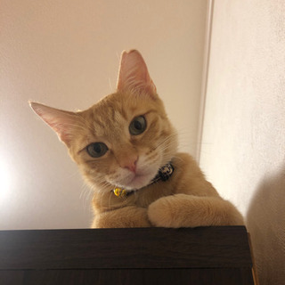 猫好きさんと繋がりたい❤️ − 東京都