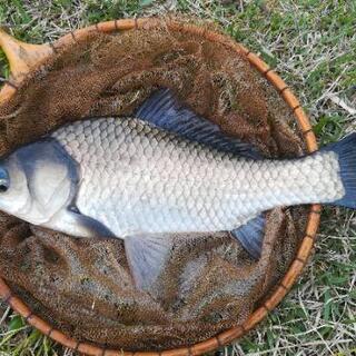 魚釣り🐟ていぼう部はいりませんか❓😆 - メンバー募集