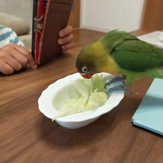 ボタンインコ探しています