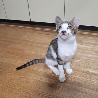 子猫ちゃんの里親を募集します