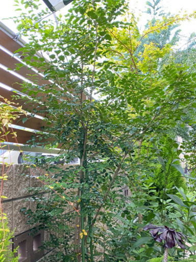 庭木　株立ちシマトネリコ　2.2m