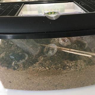 カブトムシ フルセット