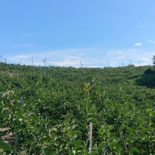 柿の収穫アルバイトの画像