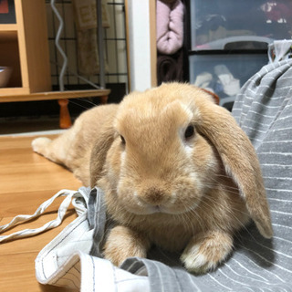 再募集です。