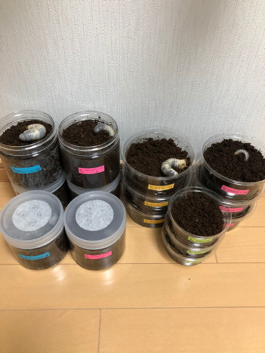 [終了]人気5種類　幼虫セット(カブトムシ　クワガタ)