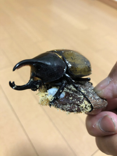 [終了]人気5種類　幼虫セット(カブトムシ　クワガタ)