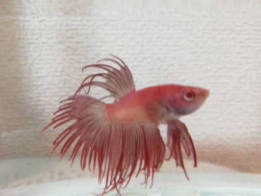 激レア❗️ アルビノクラウンテールベタ　(赤色個体) オス！！