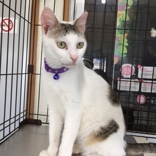 近隣住民から嫌がらせをされた子猫(；ω；)