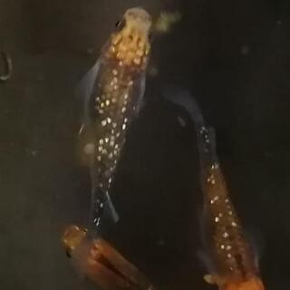 めだかの卵・若魚の画像