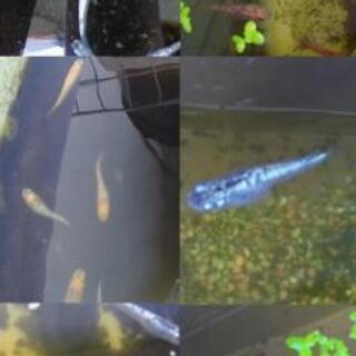 めだかの卵・若魚の画像