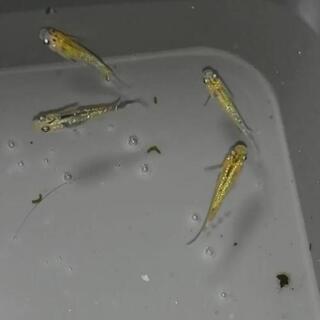 めだかの卵・若魚の画像