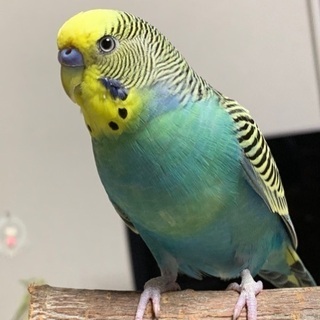 大阪府で迷子の青いセキセイインコを探しています。