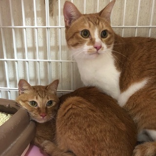 仲良し兄弟の「ボン＆ジュール」