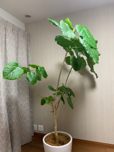 その他 .