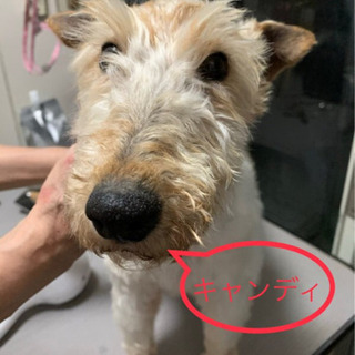 ヌイグルミみたいなワイヤーフォックステリア♀推定５歳 - 大田区