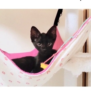 可愛い黒猫君