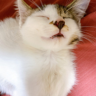 最後２ヶ月のオスの猫です。