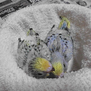 里親募集：セキセイインコ雛