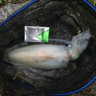 釣り仲間募集