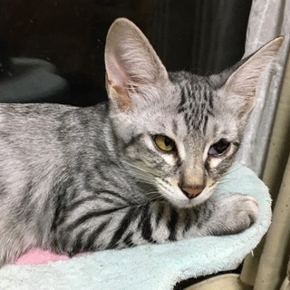片目の子猫、サバトラ、4ヶ月オス1