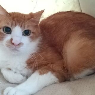 茶白４才☆優しい里親宅に迎えられました😊。