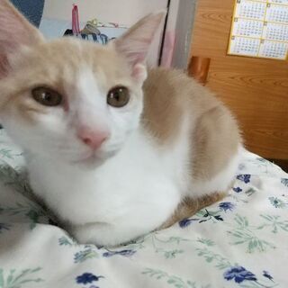 良きおうちに迎えられました🤗！ミルクティボーヤ三ヶ月半