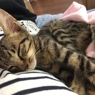 この前保護した子猫の里親を探しています🙇‍♀️