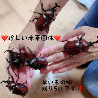カブトムシ メス その他の中古が安い！激安で譲ります・無料で