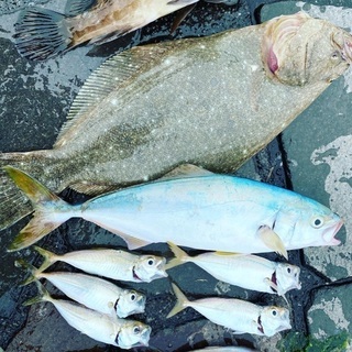釣り仲間募集！