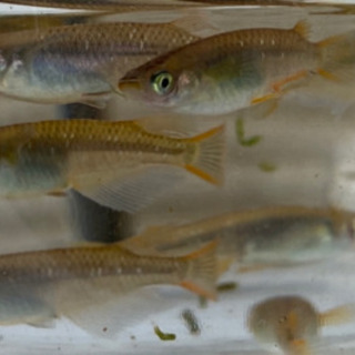 茶系メダカ【成魚・現物】1匹200円