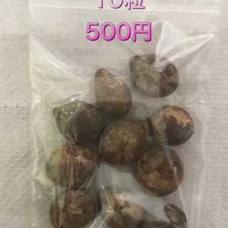 ヤシの種子（各種）ヤフオク・メルカリに掲載中