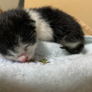 【一次中断中】子猫