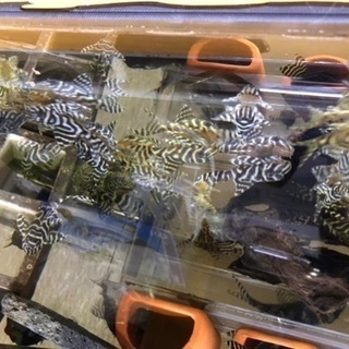 キンペコ　3匹　1000円