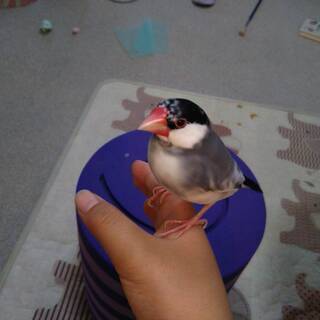 文鳥を探しています