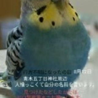 鳥が迷子になってしまいました