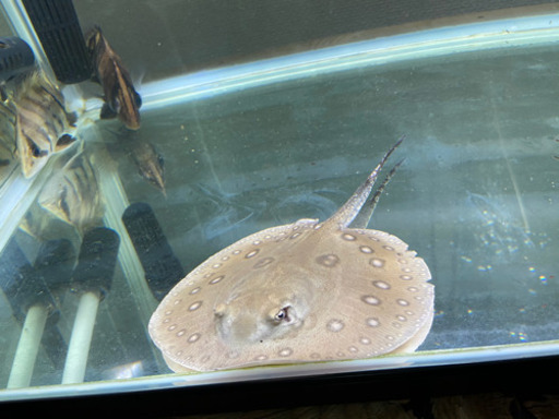 相談受けます。モトロエイ雌（体盤±18）