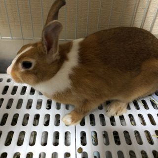 里親決まりました☆子うさぎ☆ありがとうございました