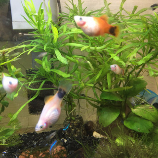 ミッキーマウスプラティー　稚魚