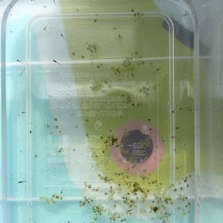 【11日まで】メダカ卵の画像