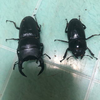 ホペイオオクワガタ成虫ペア手渡し限定の画像