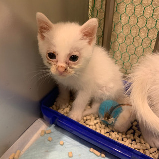 生後1ヶ月ほどの子猫　兄弟です